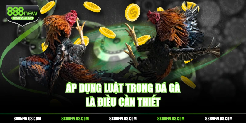 Áp dụng luật trong đá gà là điều cần thiết