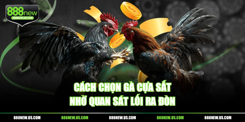 Cách chọn gà cựa sắt nhờ quan sát lối ra đòn