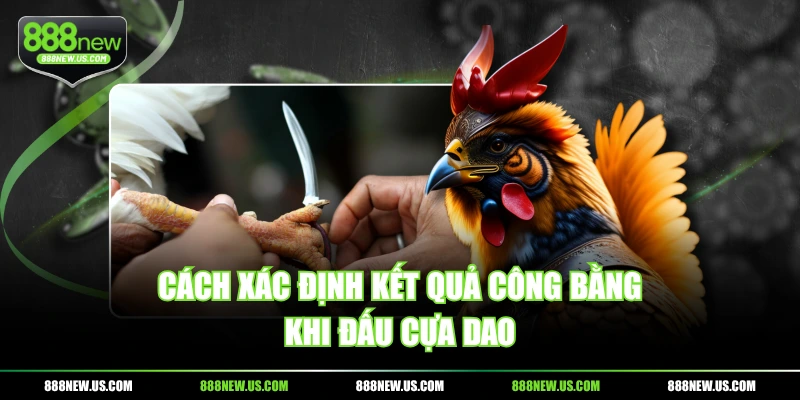 Cách xác định kết quả công bằng khi đấu cựa dao