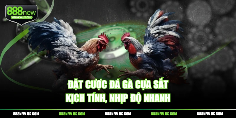 Đặt cược đá gà cựa sắt kịch tính, nhịp độ nhanh