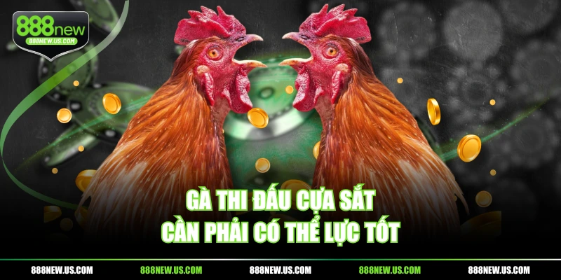 Gà thi đấu cựa sắt cần phải có thể lực tốt