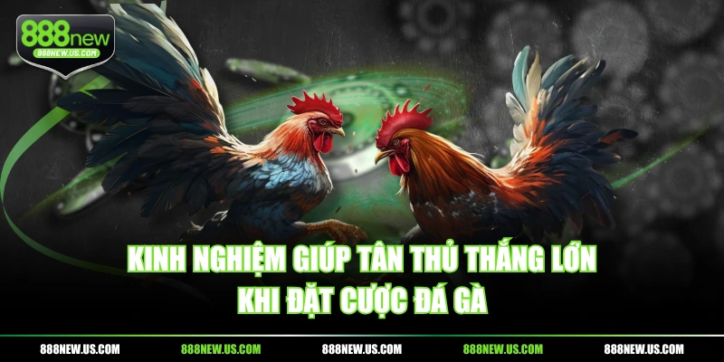 Kinh nghiệm giúp tân thủ thắng lớn khi đặt cược đá gà