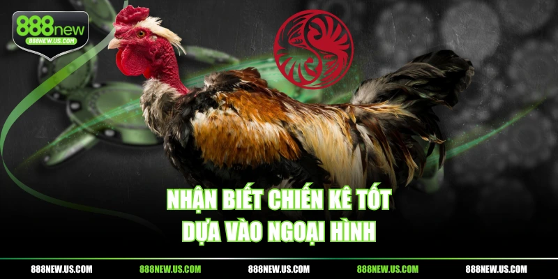 Nhận biết chiến kê tốt dựa vào ngoại hình