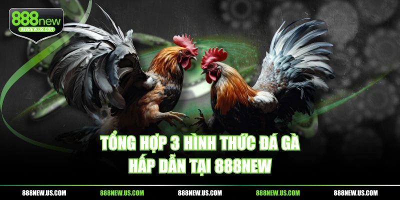 Tổng hợp 3 hình thức đá gà hấp dẫn tại 888NEW